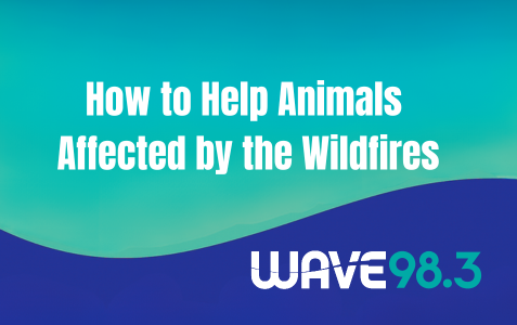 Help animals